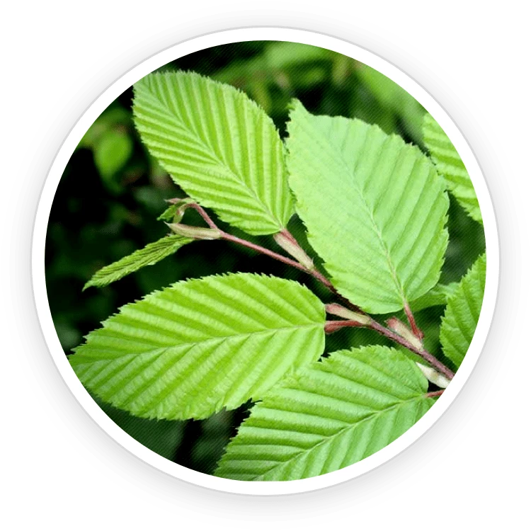 Neotonics Ingredient Slippery Elm Bark