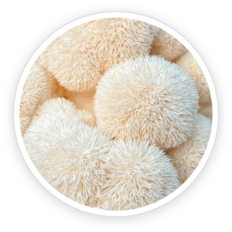 Neotonics Ingredient Organic Lion's Mane 