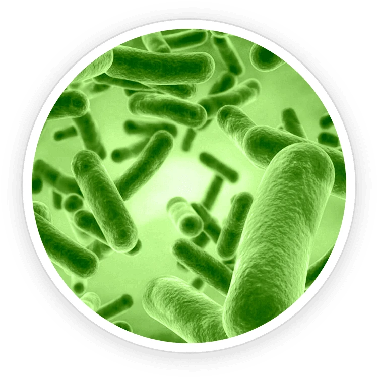  Neotonics Ingredient Bacillus Coagulans